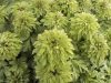 Show product details for Anemone nemorosa Virescens